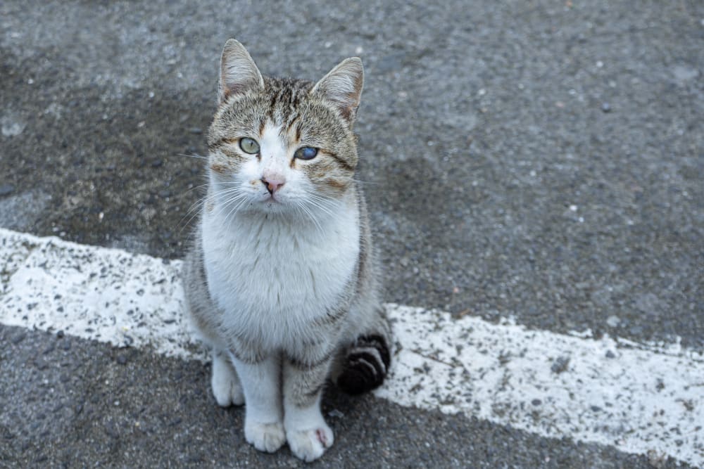 Cataracts in Cats, Fairhaven Vets