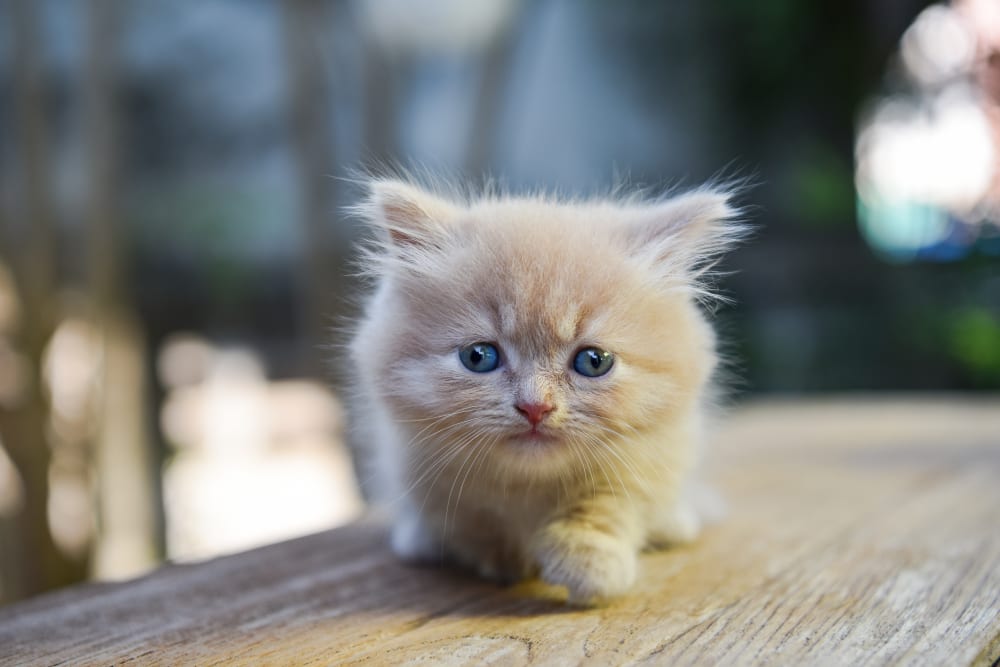 Munchkin Cats, Fairhaven Vets