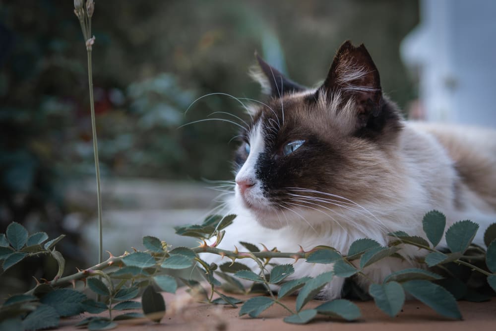 Ragdoll, Fairhaven Vets