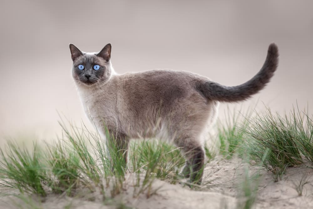 Siamese Cat, Fairhaven Vets