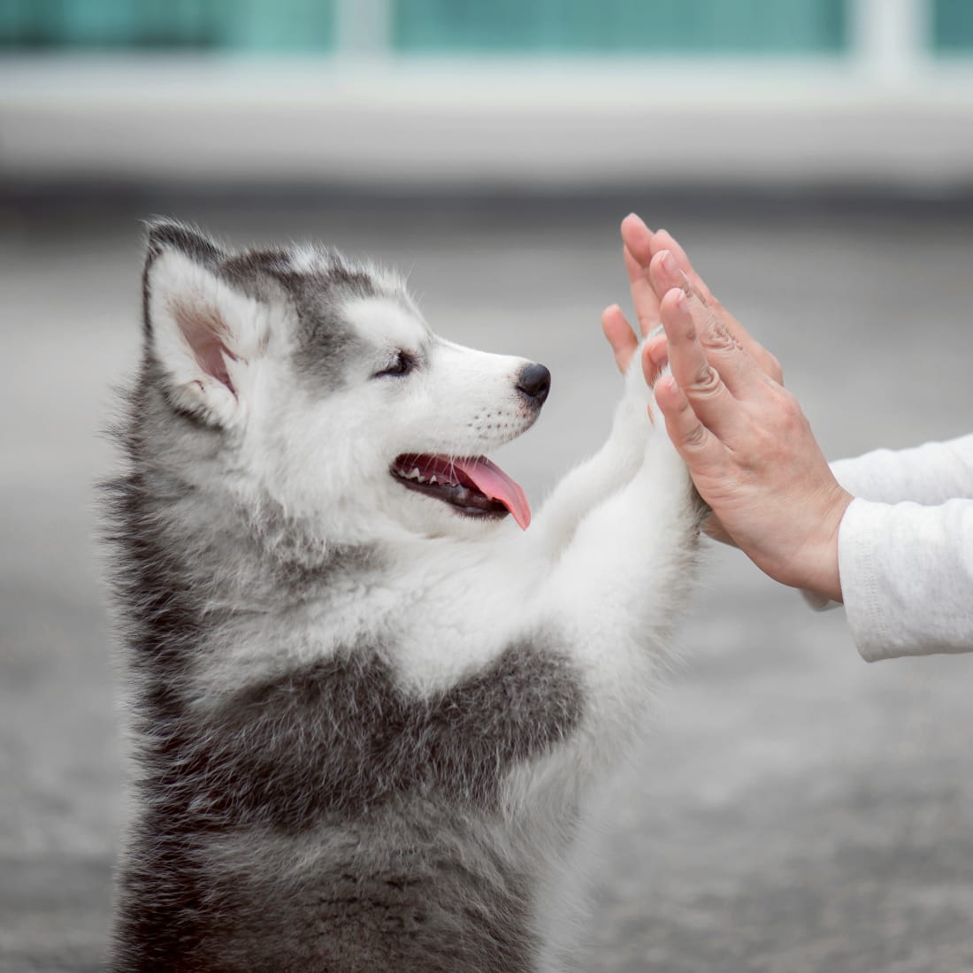 new england animal hospital hours