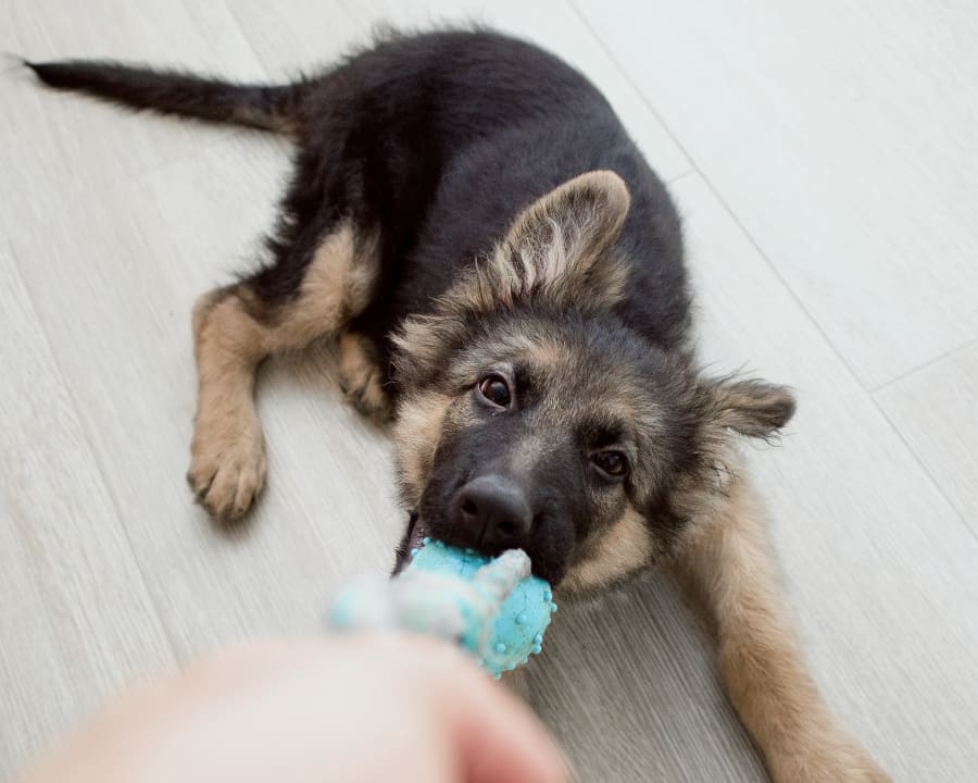 Puppies & Kittens, Fairhaven Veterinarians