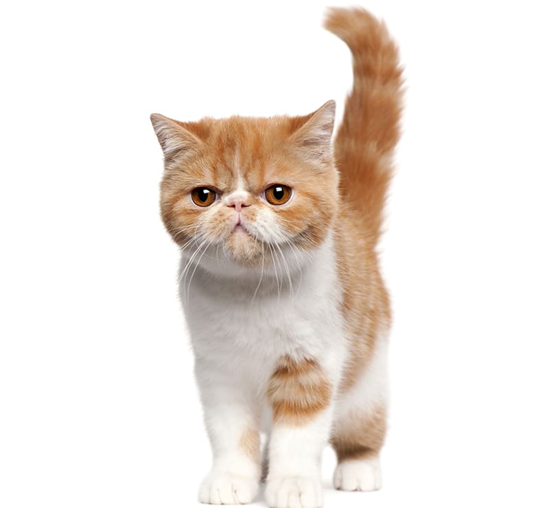 Cats, New England Animal Hospital