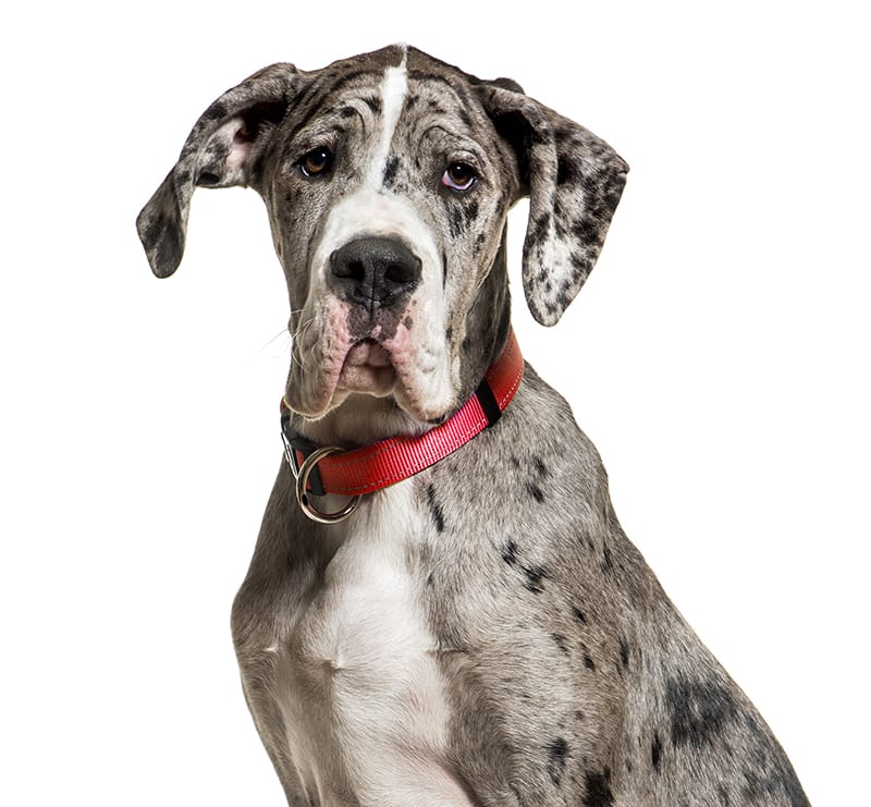 Giant Dogs, New England Animal Hospital