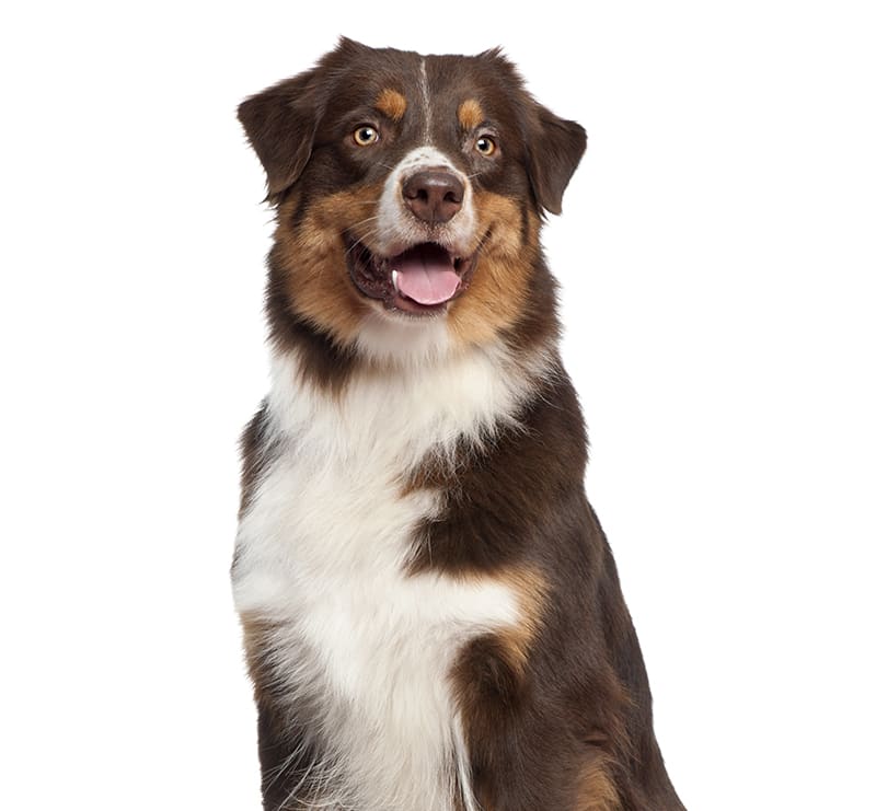 Large Dogs, New England Animal Hospital