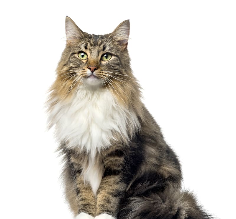 Outdoor Cats, New England Animal Hospital
