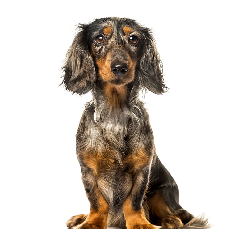 Small Dogs, New England Animal Hospital