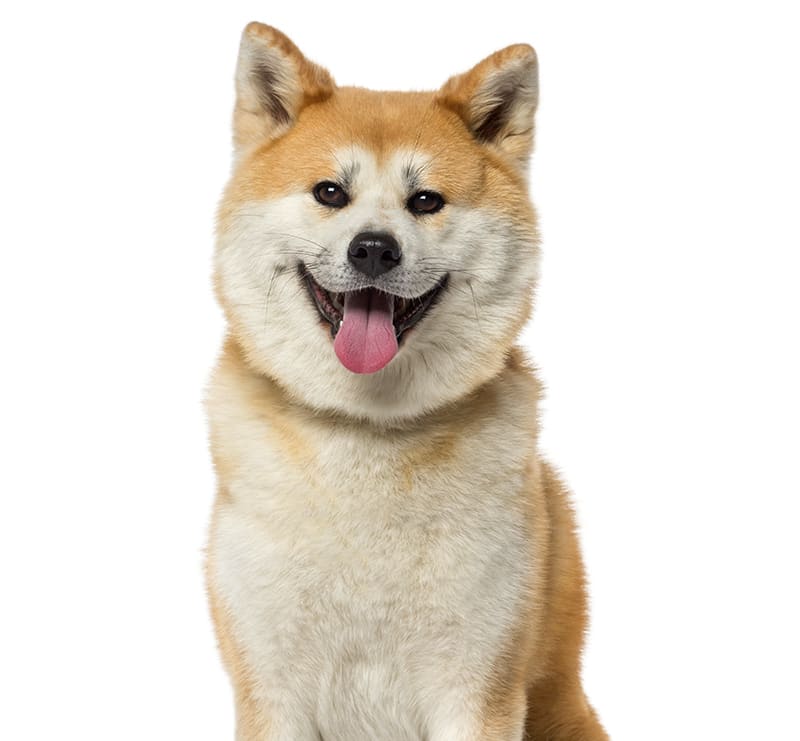 X-Large Dogs, New England Animal Hospital