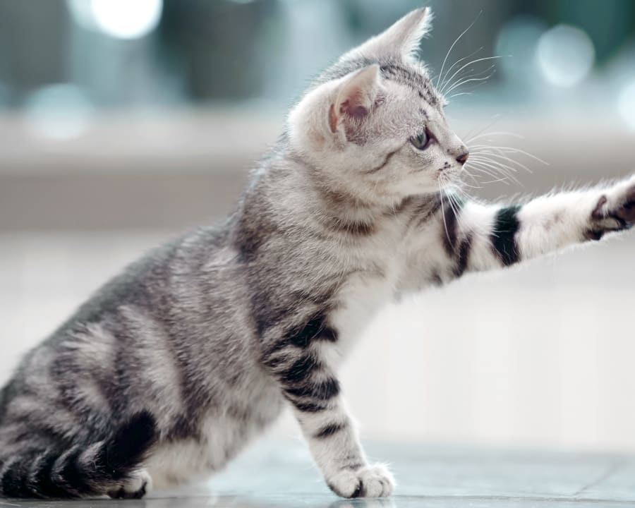 The Importance of Preventive Care, New England Animal Hospital